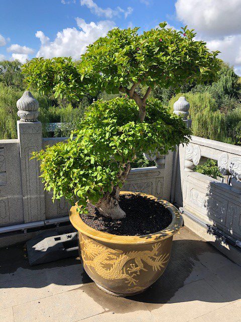 arbre nikawi dans un pot