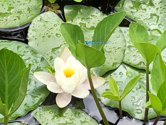 nénuphar avec une libellule bleu
